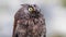 Portrait of Eurasian scops owl in the forest