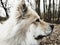 Portrait of a Eurasier dog