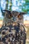 Portrait of a euroasian eagle owl
