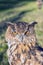 Portrait of a euroasian eagle owl