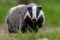 Portrait of European badger outdoors