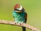 Portrait of european bee-eater on a dry branch