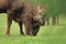 Portrait of European bison, Bison bonasus, grazing grass on meadow. Second animal on background. Natural wildlife scene