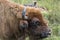 Portrait of European bison Bison bonasus. Wisent