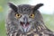 Portrait of a European Eagle Owl