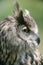 Portrait of a European Eagle Owl