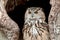 Portrait of European eagle owl