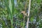 Portrait in european goldfinch, carduelis carduelis, on a branch