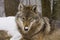 Portrait of an European grey wolf