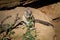 Portrait of European ground squirrel standing on hind paws holding vegetable salad with paws and eating it. Cute rodent snacks on