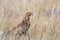 Portrait of European Honey Buzzard Pernis apivorus in the grass