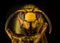 Portrait of European hornet Vespa on black background