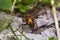 Portrait of European hornet Vespa crabro