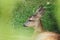 Portrait of European roe deer fawn, Capreolus capreolus, lying and relaxing under pine tree. Detail of young animal in natural