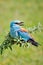 Portrait of an European Roller