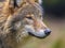 Portrait of European Wolf