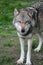 Portrait: The european wolf Canis lupus
