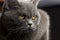 Portrait evil big gray cat British straight