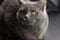 Portrait evil big gray cat British straight