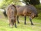 Portrait of Exmoor Ponies, England