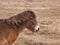 Portrait of Exmoor pony on meadow