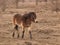 Portrait of Exmoor pony on meadow