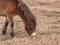 Portrait of Exmoor pony on meadow