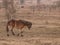 Portrait of Exmoor pony on meadow