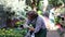 Portrait of experienced adult worker of gardening store checking blooming calendula in pots displayed for sale on