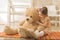 Portrait of expressive charming little girl hugging huge plush bear, laughing.