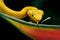 Portrait of an eyelash pit viper