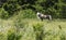 Portrait of Fabio, of the Shetland Ponies of Grayson Highlands..