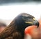 Portrait face of a beautiful young predator eagle