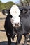 Portrait of the Face of a Black Hereford Cow