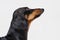 Portrait of face of a dachshund dogs, black and tan, look up at the master, on gray background