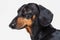 Portrait of face of a dachshund dogs, black and tan, looking forward into camera, isolated on gray background