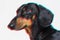 Portrait of face of a dachshund dogs, black and tan, looking forward into camera, isolated on gray background. Digital signal gli