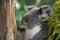 Portrait of the face of a koala resting on a tree