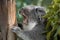 Portrait of the face of a koala resting on a tree yawning