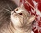 Portrait of a face muzzle silver-gold tabby Scottish Chinchilla cat on a red background