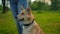 Portrait of a faithful dog sitting next to the feet of his mistress in park