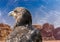 Portrait of a falcon falco sp. in front of the rocks of the desert Wadi Rum