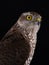 Portrait falcon isolated on a black