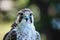 portrait of a falcon with sharp gaze