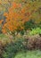 portrait of Fall colors scene with orange color sugar maple tree and grasses