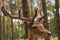 Portrait of a fallow deer