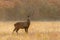 Portrait of fallow deer buck with broken antler, looking at the camera