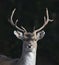 A portrait Fallow deer Dama dama is a species of ruminant mammal ,native to Europe