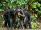 Portrait of family of a Chimpanzee bonobo ( Pan paniscus).