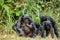 Portrait of family of a Chimpanzee bonobo ( Pan paniscus).